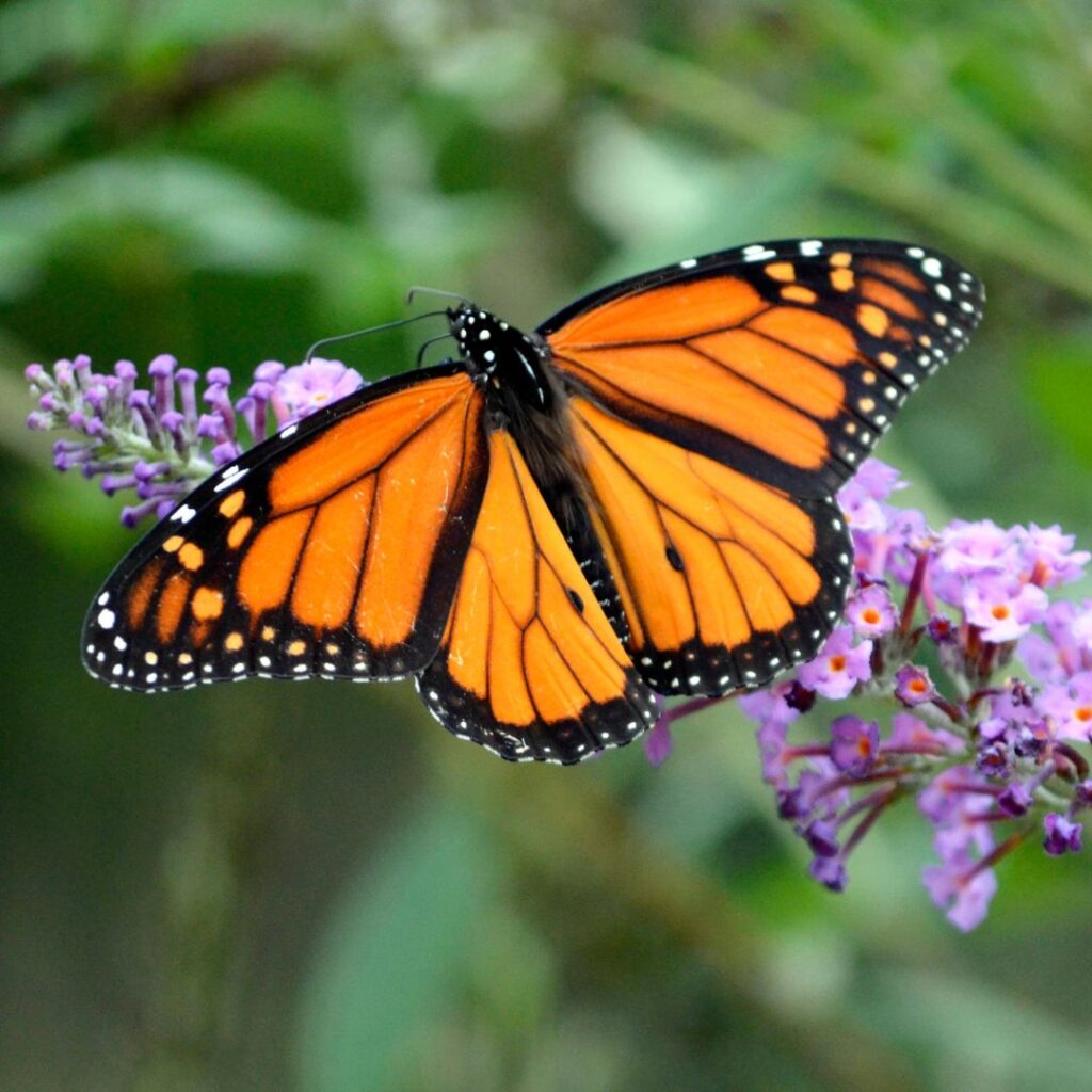 Butterlfly