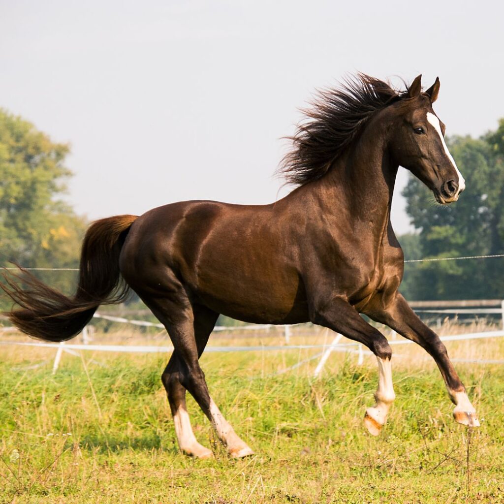horse