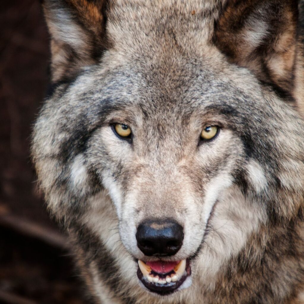wolf